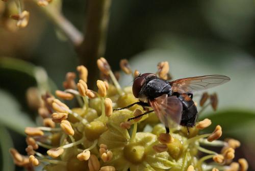 Réf. 242 220 : Phasia aurigera